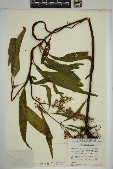 spécimen de Rumex verticillatus