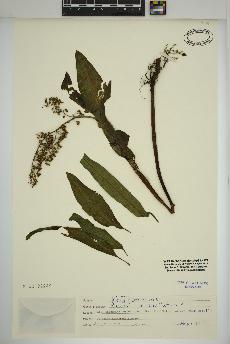spécimen de Rumex verticillatus