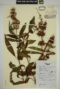 spécimen de Rumex verticillatus