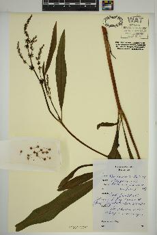 spécimen de Rumex verticillatus
