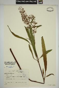 spécimen de Rumex verticillatus