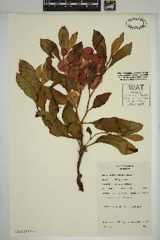 spécimen de Rumex venosus