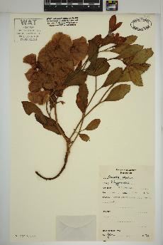 spécimen de Rumex venosus