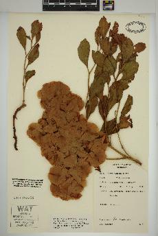 spécimen de Rumex venosus