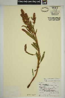 spécimen de Rumex triangulivalvis