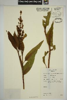 spécimen de Rumex triangulivalvis