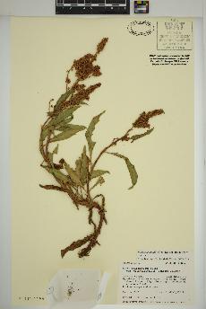 spécimen de Rumex triangulivalvis