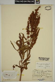 spécimen de Rumex triangulivalvis