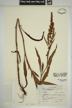 spécimen de Rumex triangulivalvis