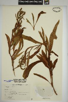 spécimen de Rumex triangulivalvis