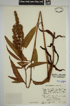 spécimen de Rumex triangulivalvis