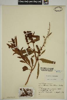 spécimen de Rumex transitorius