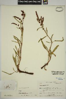spécimen de Rumex subarcticus