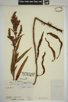 spécimen de Rumex salicifolius