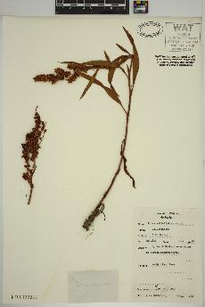 spécimen de Rumex salicifolius