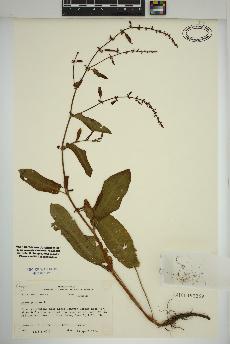 spécimen de Rumex pulcher