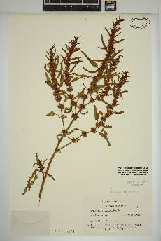 spécimen de Rumex persicarioides