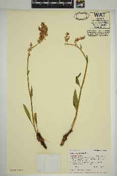 spécimen de Rumex paucifolius
