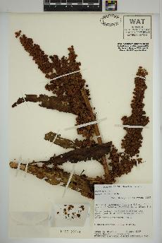 spécimen de Rumex patientia