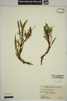 spécimen de Rumex pallidus