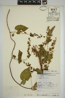 spécimen de Fallopia scandens