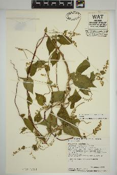 spécimen de Fallopia scandens
