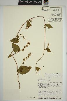 spécimen de Fallopia scandens
