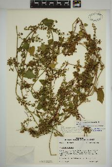 spécimen de Fallopia scandens