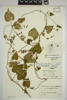 spécimen de Fallopia scandens