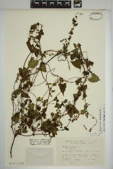 spécimen de Fallopia scandens