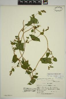 spécimen de Fallopia scandens