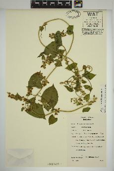 spécimen de Fallopia scandens