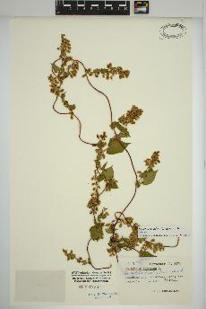 spécimen de Fallopia scandens