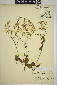 spécimen de Fallopia scandens