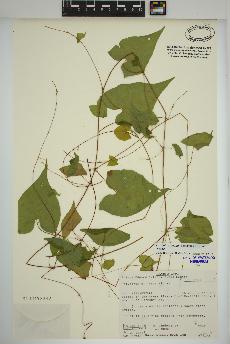 spécimen de Fallopia cilinodis