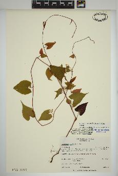 spécimen de Fallopia cilinodis