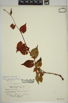 spécimen de Fallopia cilinodis