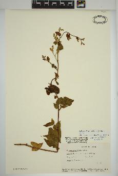 spécimen de Fallopia cilinodis