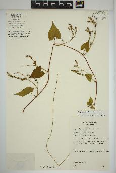 spécimen de Fallopia cilinodis