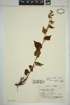 spécimen de Fallopia cilinodis