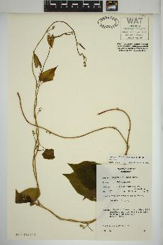 spécimen de Fallopia cilinodis