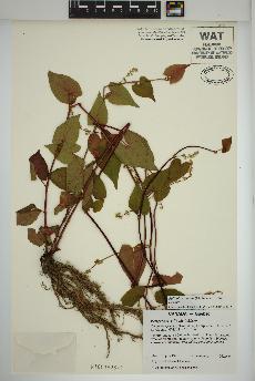 spécimen de Fallopia cilinodis