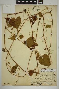 spécimen de Fallopia cilinodis
