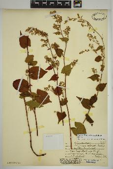 spécimen de Fallopia cilinodis