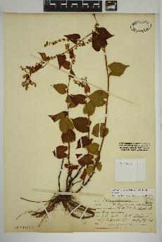 spécimen de Fallopia cilinodis