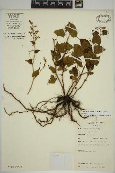 spécimen de Fallopia cilinodis