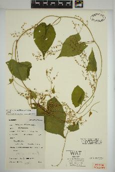 spécimen de Fallopia cilinodis