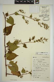 spécimen de Fallopia cilinodis