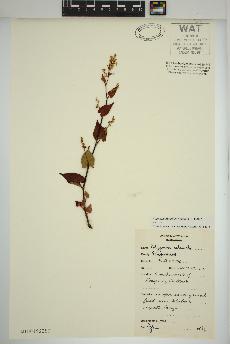 spécimen de Fallopia cilinodis