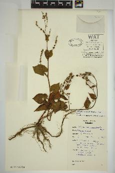 spécimen de Fallopia cilinodis